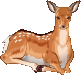 Fawn