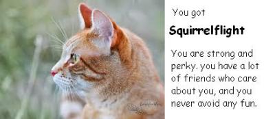 What Warrior Cat Are You?
